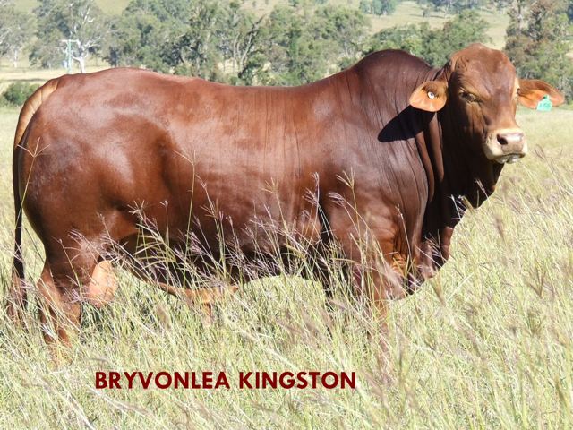Bryvonlea Kingston
